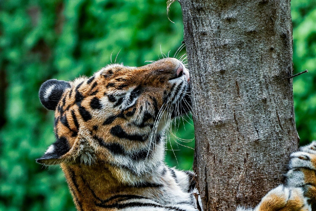 Affascinanti curiosità sulla natura e le sue specie domestiche e selvatiche da ammirare