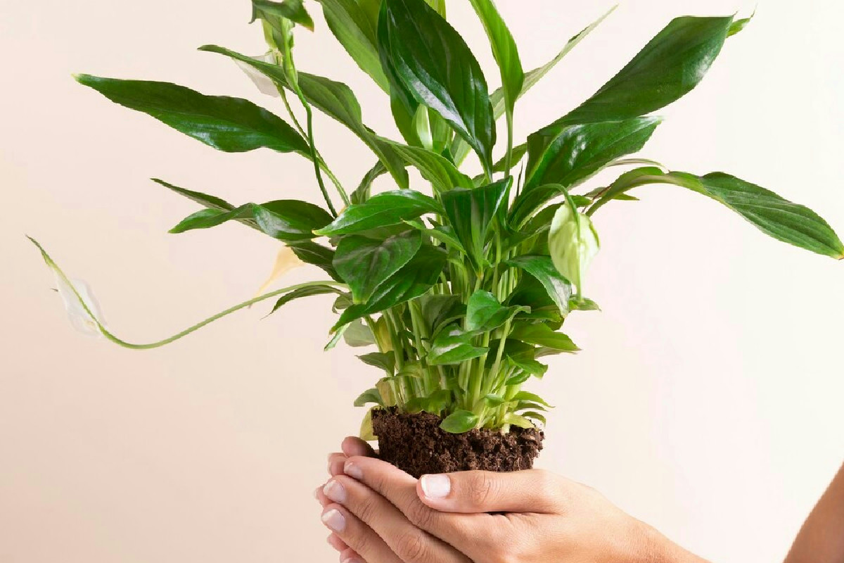 Cocciniglie sulle piante? Ecco come liberarsene con due ingredienti comuni della cucina in casa