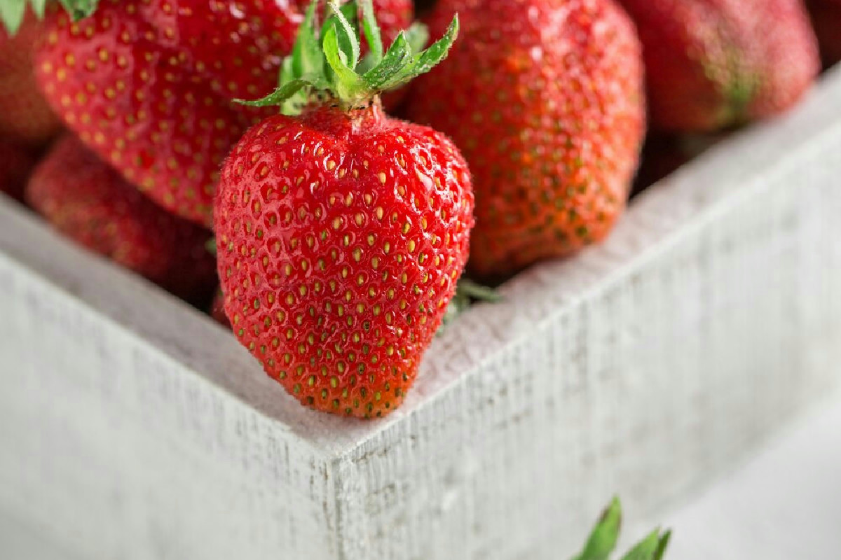 Coltivare fragole in bottiglia: il metodo efficace per moltiplicare il raccolto in spazi ridotti