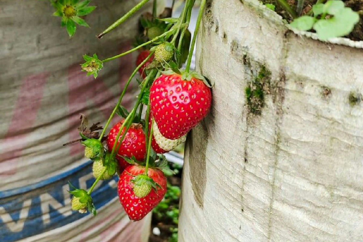 Coltivare fragole in bottiglia: il metodo efficace per moltiplicare il raccolto in spazi ridotti