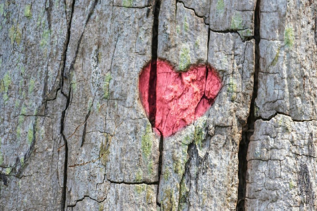 Dove collocare un albero da frutto per assicurare salute e raccolti abbondanti nel tempo
