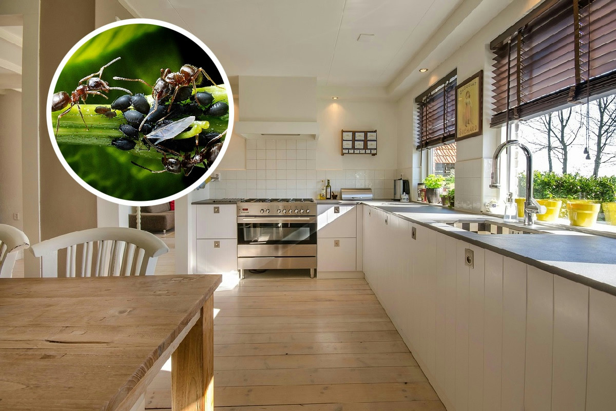 Eliminare gli insetti in cucina con ingredienti naturali senza usare sostanze tossiche