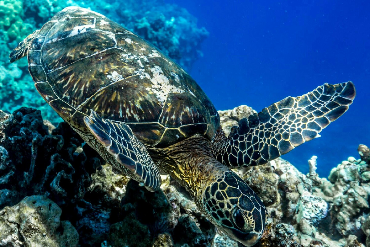 Mille impronte di tartarughe sul Conero raccontano un terremoto avvenuto 80 milioni di anni fa