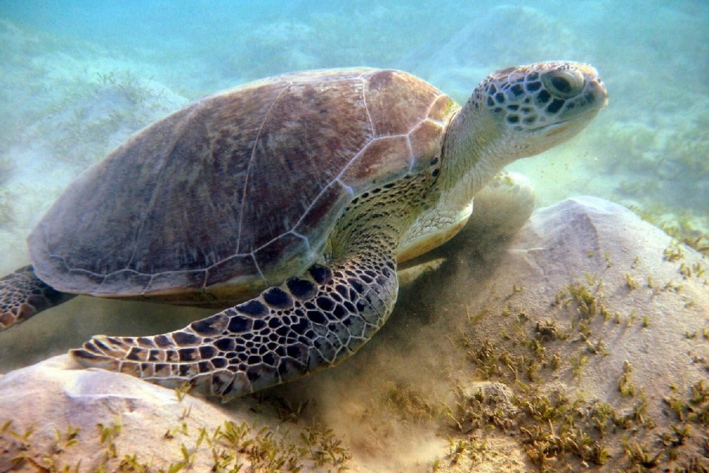 Mille impronte di tartarughe sul Conero raccontano un terremoto avvenuto 80 milioni di anni fa