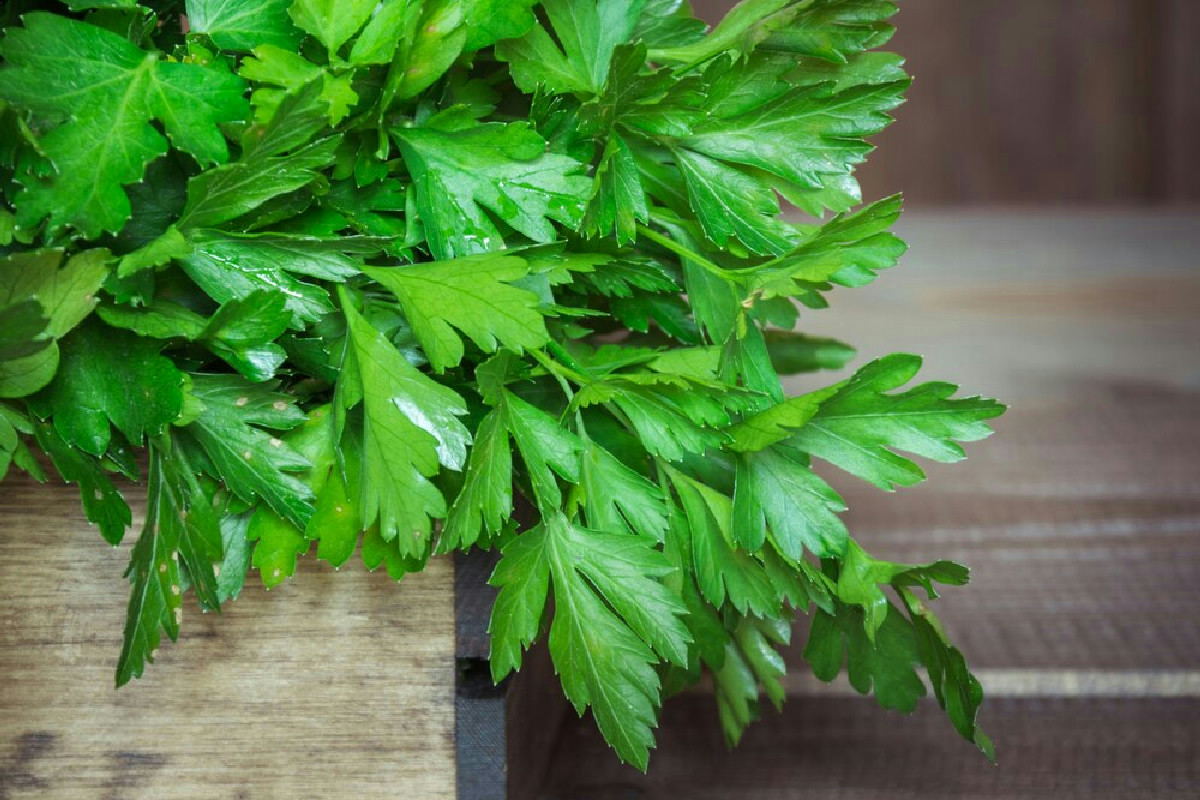 Il piccolo gesto dei vivaisti che fa crescere il prezzemolo rigoglioso e sano in tempi rapidi