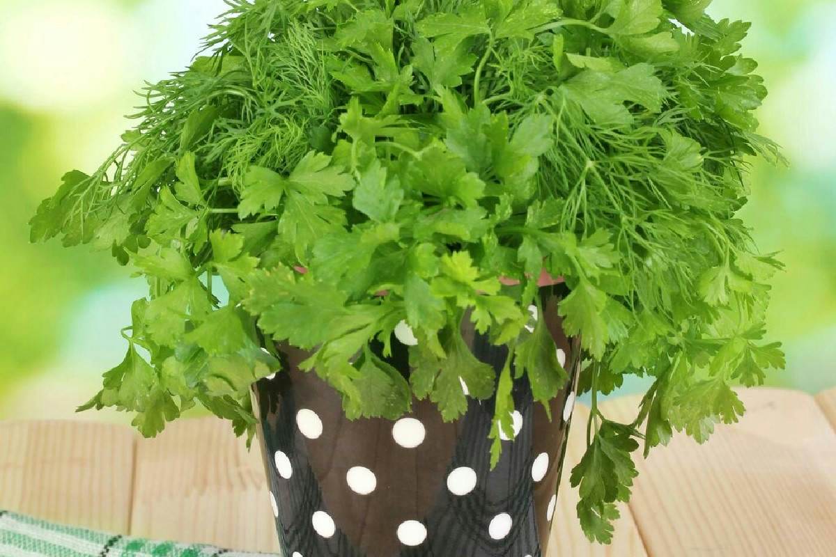 Il piccolo gesto dei vivaisti che fa crescere il prezzemolo rigoglioso e sano in tempi rapidi