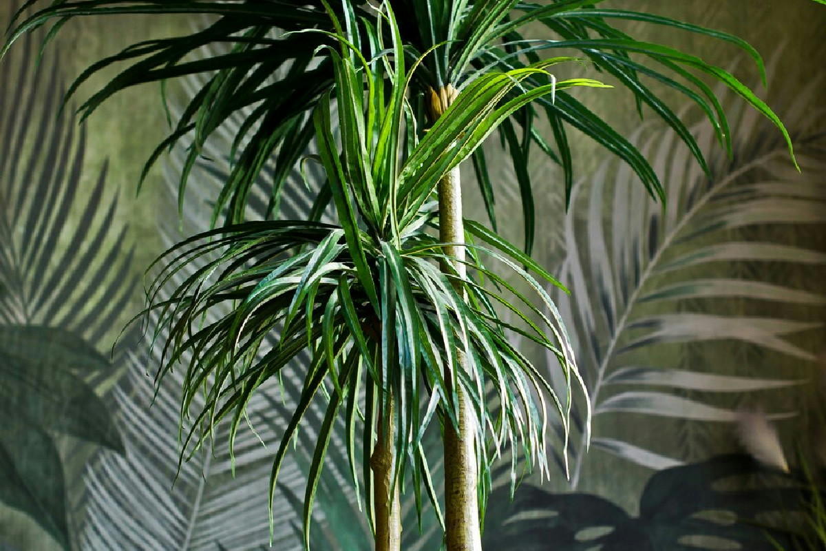 Il raro spettacolo naturale a Rio: le palme che fioriscono una sola volta nella vita