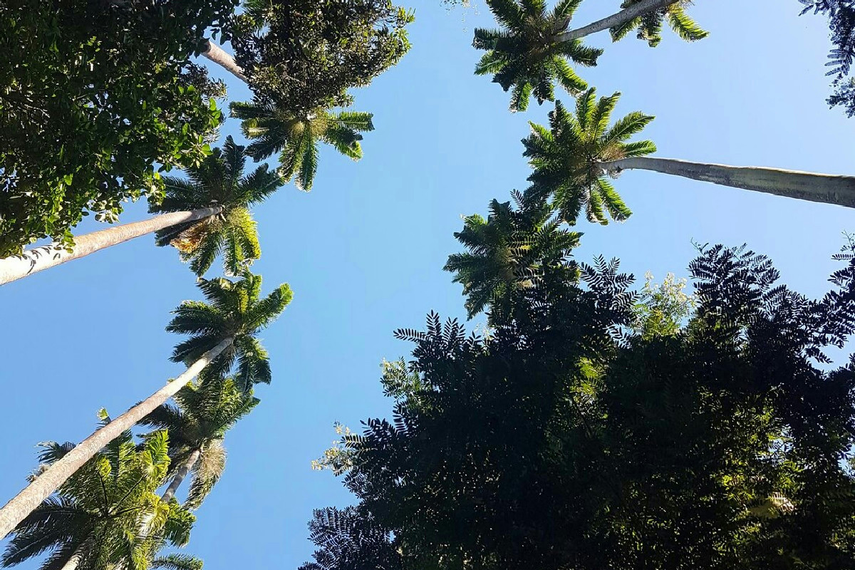 Il raro spettacolo naturale a Rio: le palme che fioriscono una sola volta nella vita