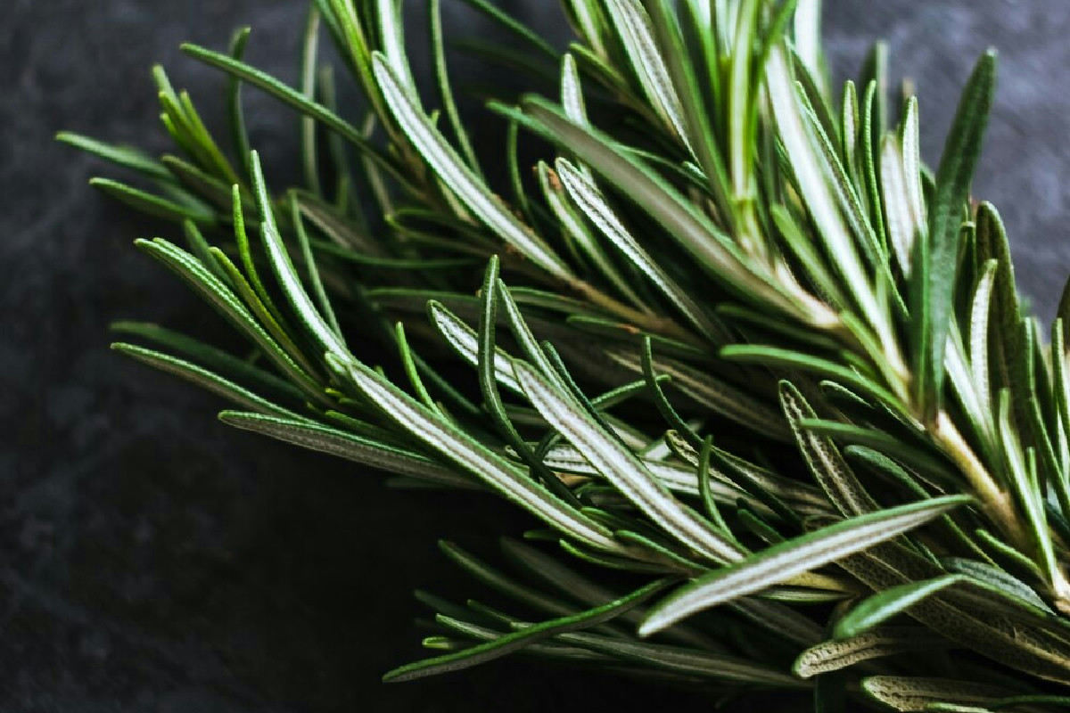 Rinvasare il rosmarino richiede tempi e tecniche precise: ecco cosa devi sapere per farlo crescere al meglio
