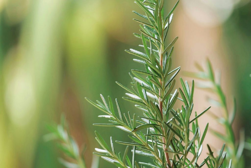 Rinvasare il rosmarino richiede tempi e tecniche precise: ecco cosa devi sapere per farlo crescere al meglio