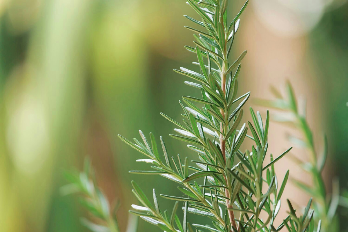 Rinvasare il rosmarino richiede tempi e tecniche precise: ecco cosa devi sapere per farlo crescere al meglio